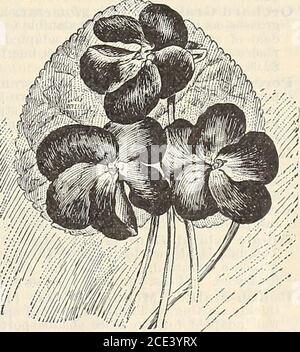 . Graines . rfectly-formé double fleurs.très fine. Couleurs mixtes. Groupe cts 10 Gondolé et dégoûté. Une nouvelle variété splendide de cette plante populaire. Les fleurs sont grandes, verydouble et les pétales sont le plus joliment tordus et courbés. Mixte. Groupe cts 10 Zèbre. Grandes fleurs doubles d'orange, rouge, jaune, blanc, etc., dont les trois quarts sont rayés et tachetés avec différentes nuances, présentant un curieux, ainsi que belle apparence.Mixte. Groupe cts 10 Haageana. Une belle double variété, avec des fleurs orange-jaune profondes. Groupe 10 cts. Pompone. Jolies fleurs en forme de cône. Mixte. Groupe cts 10 Banque D'Images