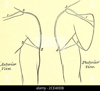 . Un manuel de dissection du corps humain [ressource électronique] : Pour l'usage des étudiants et plus particulièrement pour ceux qui se préparent aux examens supérieurs dans l'anatomie . ordre de la clavicule, la bordure intérieure de l'Acromionprocess, et la bordure supérieure de la colonne vertébrale de laScapula, pour les deux tiers de son étendue. 2. Une incision verticale depuis le centre de la bordure intérieure de l'acromion au-dessus, au-dessus du milieu de la proéminence de l'épaule jusqu'à l'inser-tion du muscle deltoïde. 3. PROM l'extrémité inférieure du no 2, oblique vers le haut et vers l'avant jusqu'au milieu du pli antérieur de l'aisselle Banque D'Images