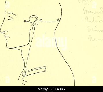 . Un manuel de dissection du corps humain [ressource électronique] : pour l'utilisation des étudiants et plus particulièrement pour ceux qui se préparent aux examens supérieurs de l'anatomie . trois brindilles de Meckels ganglion au périosteum de l'Orbit. Leur source, cependant, n'est pas vue. V. enlever le périoste de l'orbite jusqu'à la fissure sphénoïdale; ici, on le voit comme conti-nuous avec la mère de Dura du crâne. Effacer la graisse.il va maintenant être exposé— 1. Le ballon d'œil. 2. Les muscles Recti externe et inférieur à l'extérieur et en dessous du ballon de l'œil respectivement, et l'um Inferioroblique Banque D'Images