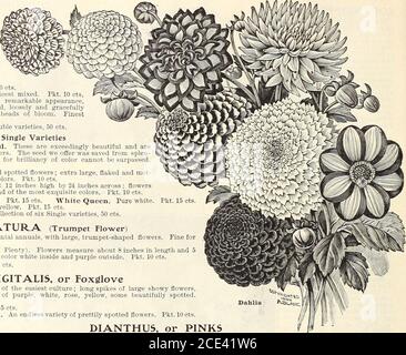 . Graines . n de six variétés simples, 50 cts. DATURA (Fleur trompette) plantes annuelles ornementales à forte croissance, avec de grandes fleurs en forme de trompette. Lits ou bordures de fleurs fines. ? Cornucopia (corne de l'abondance). Les fleurs mesurent environ 8 pouces de longueur et 5 pouces de longueur à travers la bouche ; couleur blanche à l'intérieur et pourpre à l'extérieur. Groupe cts 10 Mélange fin. Groupe cts 15 DIGITALIS, ou Foxglove Hardy plantes vivaces de la culture la plus facile; de longues pointes de grandes fleurs, allant à travers les nuances de pourpre, blanc, rose, jaune, certains magnifiquement tacheté.3 à 5 pieds. Couleurs mixtes. Groupe cts 5 Nouveau motif tacheté d'Iverys. Un e Banque D'Images