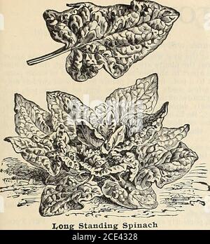 . Semences . Salsify, île Sandwich WM. ELLIOTT & SONS, NEW YORK 19 Spinach, squash, LTC. EPINARD AUX ÉPINARDS. Espinaca. ©ptnctt.One once sèchera 100 pieds de rangée; 15 livres sont nécessaires pour un acre. Les épinards sont plus productifs et de meilleure qualité s'ils sont cultivés dans un sol riche. La récolte principale est en septembre pour une utilisation au printemps, et bien que extrêmement robuste, nécessite d'être occasionnellement pro-tecté par une légère couverture de foin pendant l'hiver. Pour l'été, truie d'avril à août, creux à 12 pouces l'un de l'autre, éclaircit les plantes à 3 pouces. Si vous souhaitez être envoyé par courrier, ajoutez au taux de 8. Par livre., pour Banque D'Images