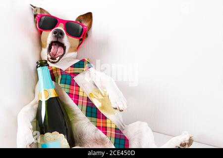 chien de gueule de bois bu Banque D'Images