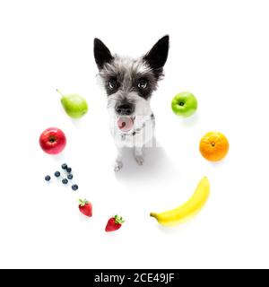 chien affamé avec des fruits sains végétaliens Banque D'Images