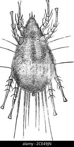 . Les principes et la pratique de la chirurgie vétérinaire . Lumose; les cheveux les articulations des pieds diminuent inlongueur vers l'extrémité du pied. Seule la troisième articulation de la première paire de pieds a des cheveux plus longs. La présence de ce parasite la graisse inchronique est accidentelle; et d'autres maladies, comme le chancre, les malprêteurs, et les sallenders, sont susceptibles de devenir compliquées avec une mange causée par ce parasite.Gerlach désigne cet épizoon symUotes equi, et dit que la maladie induite par elle peut être appelée pied-mange; mais il n'a rien en commun avec le chancre, ou autre cutaneouseruction connue. Attent Banque D'Images