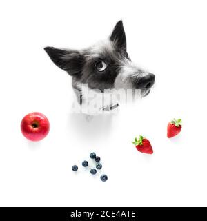 chien affamé avec des fruits sains végétaliens Banque D'Images