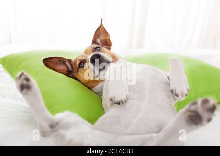 couchage chien Banque D'Images
