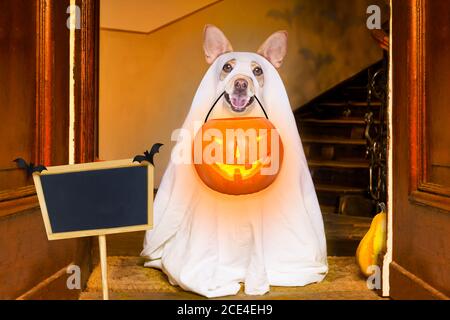 halloween ghost dog trick or treat Banque D'Images