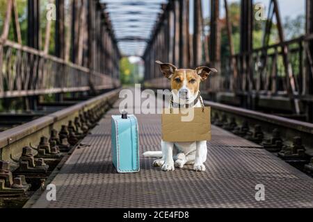 chien perdu et sans abri abandonné Banque D'Images