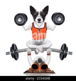 Personal trainer dog Banque D'Images