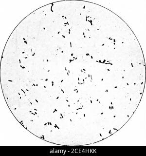 . Microörganismes pathogènes; un manuel pratique pour les étudiants, les médecins, et les agents de santé . thecarriers de l'infection, alors que l'emplacement de la disasepointait à l'appareil respiratoire comme l'emplacement de, et à l'expectoration comme source de l'infection par, les micro-organismes. Après de nombreuses tentatives infructueuses, au cours de l'épidemicode 1889 et des années suivantes, pour découvrir la causèsede spécifique de la grippe, Pfeiffer (1892) a réussi à isoler et à pousser sur l'abacillus de gélose sanguine qui a abronté la sécrétion bronchique purulente de patients souffrant de l'épidemicogrippe, qu'il s Banque D'Images