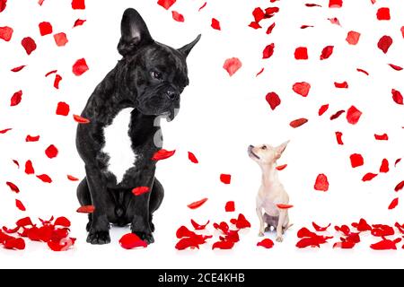 deux chiens amoureux le jour de la saint-valentin Banque D'Images