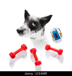 Personal trainer dog Banque D'Images