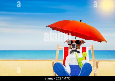 cocktail de plage pour chiens Banque D'Images