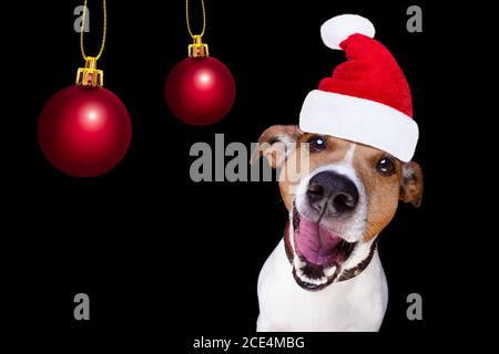 chien de noël du père noël isolé sur noir Banque D'Images