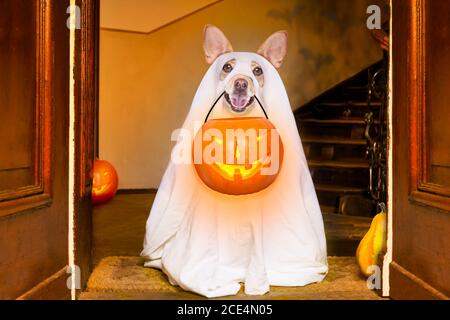 halloween ghost dog trick or treat Banque D'Images