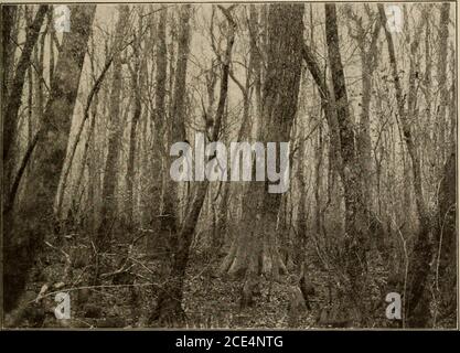 . Arbres du Texas; un manuel illustré des arbres indigènes et introduits de l'état . coulure, disappearingci-dessous des vieux arbres, formant une couronne irrégulière. Leavesthin, plat, à 2 rangs, linéaire, 1/2-% long, légèrement courbé, pointu, sessile; se déversent avec les branches latérales à l'automne.Cones globose 1 dans diamètre, supporté par paires aux extrémités des branches. Elle s'étend du Delaware à la Floride vers l'ouest le long de la côte du golfe jusqu'au Texas, et en haut de la vallée du Mississippi jusqu'au Missouri et au sud de l'Indiana. Dans les marécages, il fréquente l'arbre prédominant, formant souvent de vastes forêts. Intex Banque D'Images