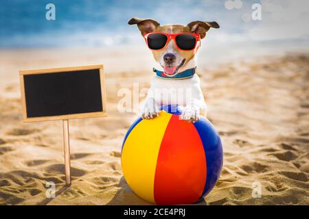 chien à la plage et à l'océan avec boule en plastique Banque D'Images