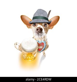 bière bavaroise chien chihuahua Banque D'Images