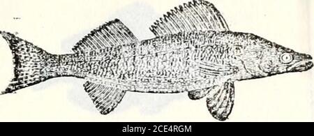 . Histoire du Vermont, naturelle, civile, et statistique, en trois parties, avec une nouvelle carte de l'état, et 200 gravures . s poisson est d'accord tout au long de la description de Dr Mitchells de Jus Uodianusjluvescens, Et est sans aucun doute la spéciéesdont sa description a été tirée.Cuvier, ayant obtenu des spécimens de thiset une autre espèce qui lui ressemblent très près, des eaux de l'UnitedSlates, a donné à cette espèce le nom de P. serruto-granulata, en raison de ses branchies dentelées et granulées, couvre ; l'autre, qui se distingue de cela par l'étain des granulations, par son plus petit sizeet gre Banque D'Images