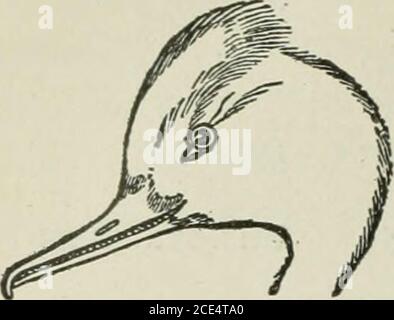 . Zoologie pour débutants . ol les insectes ravageurs. Il est certain, aussi, que la valeur de nos épars indigènes comme destroyers de mauvaises herbes n'est pas appréciée. Les graines de mauvaises herbes forment un élément important de la nourriture de l'étain de beaucoup de ces oiseaux, et il est impossible d'estimer l'immense nombre de mauvaises herbes nuisibles qui sont ainsi annuellement 178 DÉBUTANTS ZOOLOGIE détruite. Si des corneilles ou des oiseaux noirs sont vus en nombre sur les champs de maïs^, ou si des pics sont remarqués au travail dans un verger, il n'est peut-être pas surprenant que les théyes soient accusés de faire du mal. Cependant, une enquête minutieuse montre souvent qu'ils ne détruisent pas Banque D'Images