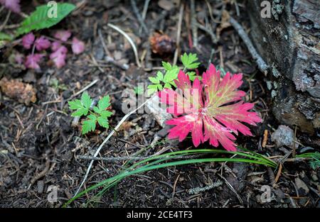 30 août 2020 : le bord des couleurs de la fin de l'été et du début de l'automne le long du sentier Lone Cone dans la forêt nationale d'Uncompahgre près de la réserve d'animaux de l'État de Woods Lake, Telluride, Colorado. Banque D'Images