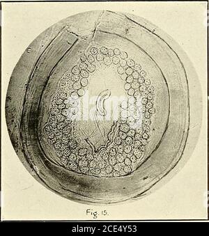 . Fièvre du Texas dans les îles Philippines et l'extrême-Orient. . B. australis Fuller: Scutellum de la femelle, montrant des projections antero-dorsc-lateralau et et des yeux à a. (19 X.). -B. atistralis Fuller : stigmatisation de la femme, montrant une structure semblable à celle d'une étoile. .Slightlybroken en haut à gauche margi n. (60 X.) Banque D'Images