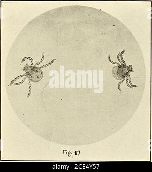 . Fièvre du Texas dans les îles Philippines et l'extrême-Orient. . -B. atistralis Fuller : stigmatisation de la femme, montrant une structure semblable à celle d'une étoile. .Slightlybroken en haut à gauche margi n. (60 X.). Boophilus australis Fuller : jeunes tiques, larvées, ont d'abord éclos des oeufs. (20 X.) ^/ B. austmlis Fuller: Jeune tick, montrant la tribune et les griffes des pieds. (50 X. Banque D'Images