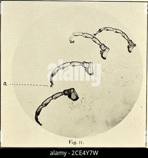 . Fièvre du Texas dans les îles Philippines et l'extrême-Orient. . B. aitjifra^i*-Fuller : femelle adulte avant la réplétion. (6X.) a, mandibles: 6, Palpi;c, scutellum: d, ocelli (yeux); e, stigmatisation;/, Anu-s.. Boopkilus austratit Fuller: Pattes gauches de la femelle, montrant des griffes. (12 X.) Banque D'Images