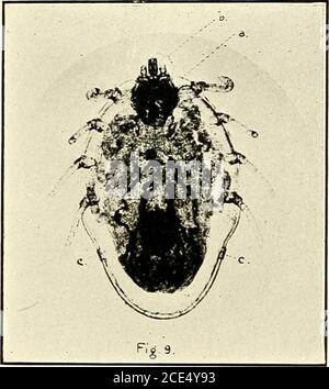 . Fièvre du Texas dans les îles Philippines et l'extrême-Orient. . B. australis Fuller : femelle adulte pleine, montrant une constriction latérale. (5i X.). BoopliUus austrauUs Fuller : femelle à moitié cultivé. (15 X.) a, scutellum:b, tribune: c, Stigmata. Banque D'Images