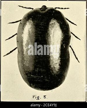 . Fièvre du Texas dans les îles Philippines et l'extrême-Orient. . B. australis Fuller : adulte, homme et femme, hi copula. (8 X.). B. australis Fuller : femelle adulte pleine, montrant une constriction latérale. (5i X.) Banque D'Images