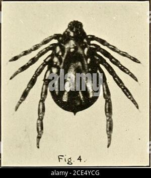 . Fièvre du Texas dans les îles Philippines et l'extrême-Orient. . Boopldlus australis Fuller: Mâle adulte, aspects dorsaux et ventraux, montrant l'appendice caudal ou-queue. (13iX.) Banque D'Images