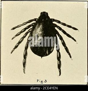 . Fièvre du Texas dans les îles Philippines et l'extrême-Orient. . Boopldlus auslrnlis Fuller: Femme adulte, aspects dorsaux et ventraux: Spécimens pas yetemplete. (Fig. 1, s X ; fig. 2 .légèrement plus.). Banque D'Images