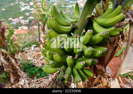 Libre des bananes sur les arbres à Madère Banque D'Images