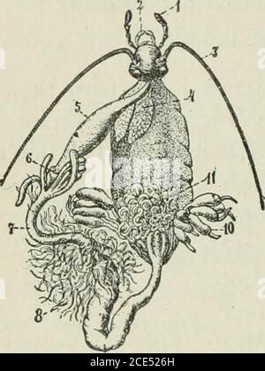 . Zoologie pour débutants . 76 DÉBUTANTS ZOOLOGIE l'abdomen de diverses espèces se compose de cinq^à onze anneaux chevauchants avec leurs articulations foldlike être-tween eux. Chaque anneau chevauche-t-il l'anneau dans l'avant celui derrière ? Le tube à nourriture (Fig. 127) commence à la bouche, qui porte habituellement des glandes salivaires (4, fig. 127, qui répré-sente les organes internes de la sauterelle). Le tubese alimentaire se développe d'abord en un agrandissement de croplike; à côté de thisis un organe (6, Fig. 127), qui ressemble au gésier. Figure 127. — viscères de Grasshopper. Saisir du texte. Comparer avec la Fig. 114. Banque D'Images