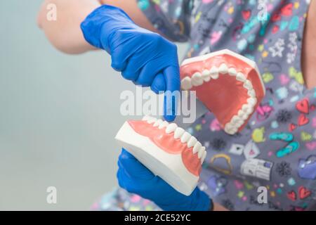 détail d'une femme dentiste tenant des dents de jouet à l'intérieur d'un cabinet dentaire, latin people, bleu Banque D'Images
