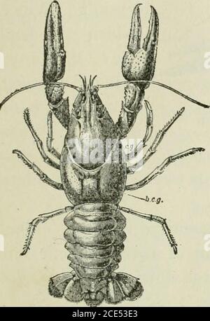 . Zoologie pour débutants . ngs ? Placez quelques gouttes d'encre près de la base des pattes arrière d'un écrevisse reposant tranquillement dans l'eau peu profonde. Pourquoi l'encre est-elle tirée ? Où sort-il ? Pour bien comprendre la cause et le but de ce mouvement, placer un poisson-ray dans un grand pot en verre contenant de l'eau, et voir le mouvement des pièces sous la partie avant du corps. Il y a sous la coque de chaque côté de la pagaie du branchier du corps, ou huissier des branchies, qui se déplace au même rythme. Sens.—les écrevisses sont mieux attrapés avec un morceau de viande beuille le foie lié à une corde. Sont-ils toujours perdre holdas bientôt un Banque D'Images