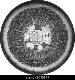 . Stress et autres effets produits dans la résine et dans un composé viscide de résine et d'huile par électrification . Figure 9.. Figure 10. Sapin;. II Banque D'Images