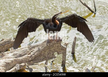 Le dard à col serpent, Anhinga novaehollandiae, desséchant ses ailes à côté de l'eau de la lagune de l'outback dans le Queensland en Australie Banque D'Images