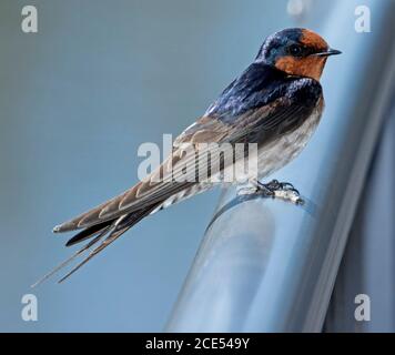 Bienvenue Swallow, Hirundo neoxena, avec un plumage bleu métallique brillant / noir et rouge rouille sur une rampe de chemin dans l'Outback Queensland Australie Banque D'Images