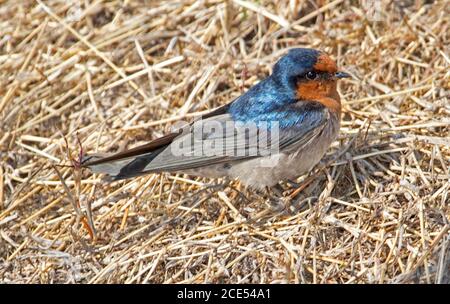 Bienvenue Swallow, Hirundo neoxena, avec plumage bleu métallique brillant / noir et rouge rouille sur l'herbe sèche dans l'Outback Queensland Australie Banque D'Images