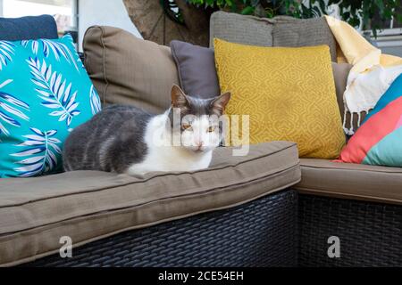 Chat gris et blanc, avec des yeux jaunes, allongé sur le fauteuil entre des coussins colorés Banque D'Images