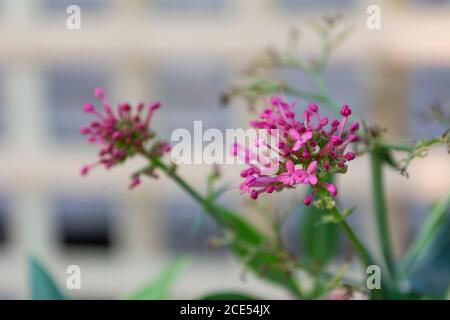 Belle plante pourpre de milkweed floraison dans le jardin Banque D'Images