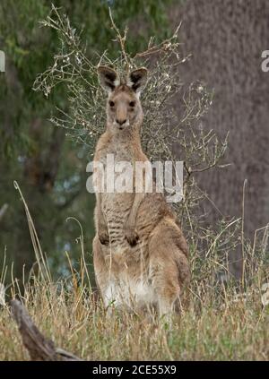 Le kangourou australien est gris alerte et regardant à l'appareil photo, dans la nature, avec un fond de graminées et de feuillage vert Banque D'Images