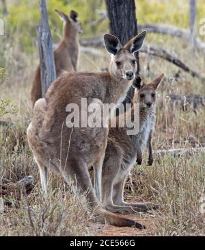 Kangourou australien gris oriental avec grand jeune joey, alerte et regard à la caméra, dans la nature, avec un fond de grands arbres et herbes, Banque D'Images