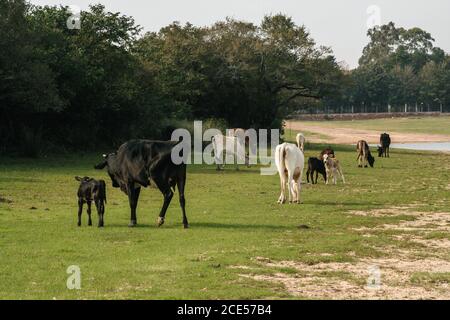 Villa Floride, Paraguay. 9 septembre 2007. Des vaches et des veaux paresseux se trouvent sur un bord de rivière le long de la rivière Tebicauary, à la frontière du département du Paraguari et des Misiones, dans la région orientale du Paraguay. Banque D'Images