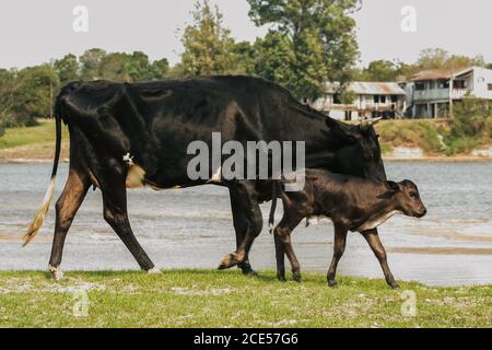 Villa Floride, Paraguay. 9 septembre 2007. La vache folle noire et le veau marchent sur le bord de la rivière Tebicauary, à la frontière du département du Paraguari et des Misiones, dans la région orientale du Paraguay. Banque D'Images