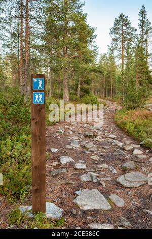 Un petit sentier de randonnée à travers une ancienne pinède en Finlande. Banque D'Images
