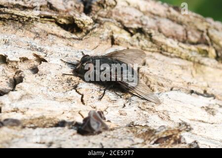 Une femelle Calliphora vomitoria, une espèce de mouche de coup communément appelée Bluebottle, à Hunterston dans Ayrshire. Banque D'Images