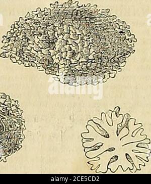 . La chronique des jardiniers et la Gazette agricole . ommunication de quelques excellents spécimens de l'ESCULENT Lichen de Pallas, Lecanora esculenta, et de l'espèce alliée L. affinis d'Erzeroum, tocall attention à son histoire très curieuse, et topublish certains transmis par notre correspon-dent là (Chronicle^ des jardiniers, 1849, 612). Il a été dit, que bien que ces lichens, en particulier L. esculenta, sont si acceptables dans le temps de la rareté de se mélanger avec le maïs-tête, ils étaient quiteinconnu aux bergers qui traversent la grande plaine qui entoure la ville, et que Dr. Heinig, qui h Banque D'Images