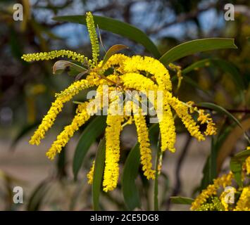 Grappe de longues fleurs jaunes vives et de feuilles vertes d'arbre larveux, sous-espèce Acacia crassa longicoma, dans l'Outback de l'Australie Banque D'Images